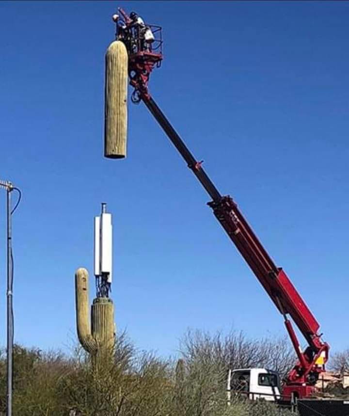 The meme features an image of a giant, cartoonish cactus being lifted by a crane, with a man in a crane's basket at the top. The text "I can smell the desperation" appears above the cactus, implying that the situation is absurd and the person in the basket is trying to escape. The image is likely a humorous exaggeration of a real-life situation, with the cactus representing a problem or obstacle that's being "lifted" away.